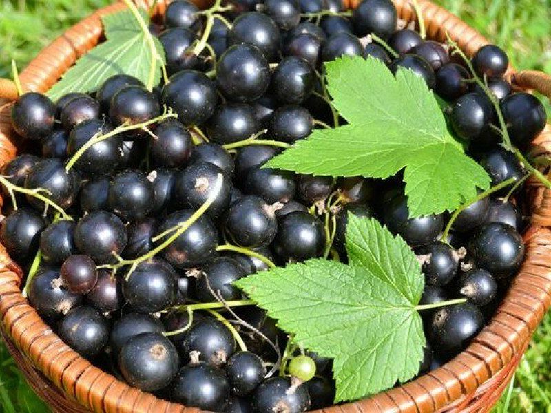 Смородина купить саженцы из питомника в Алексине