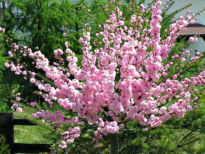 Миндаль купить саженцы из питомника в Алексине