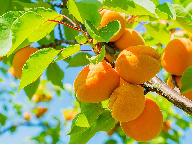 Абрикос купить саженцы из питомнике в Алексине