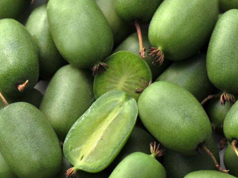 Актинидия купить саженцы из питомнике в Алексине