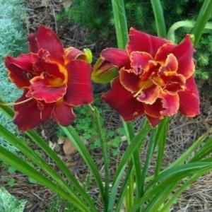 Лилейник "ХАЙЛЕНД ЛОРД"