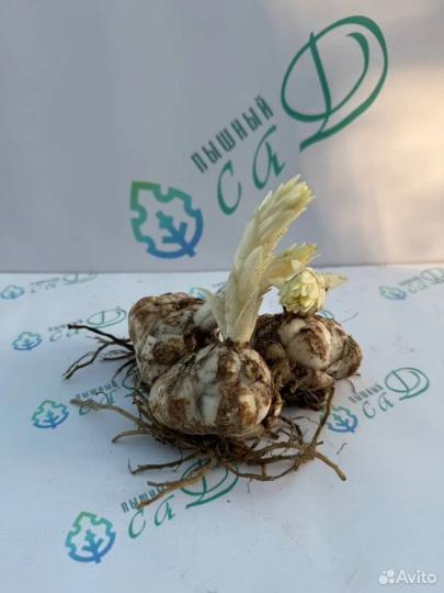 Лилия "ПАТРИЦИЯ ПРАЙД" 3 штуки (размер 18/20)