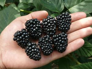 Ежевика "ТОРНФРИ"